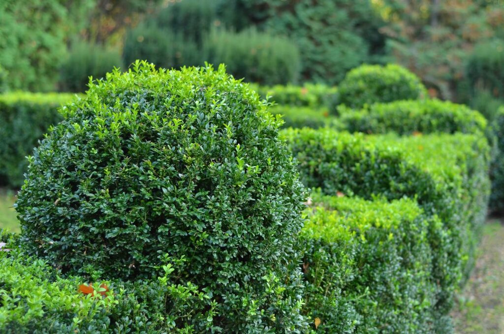 Buchsbaum Hecke