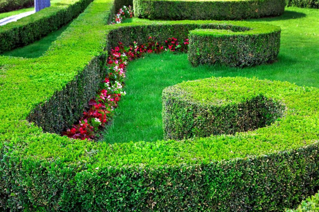 Buchsbaumhecke im Garten mit Blumen