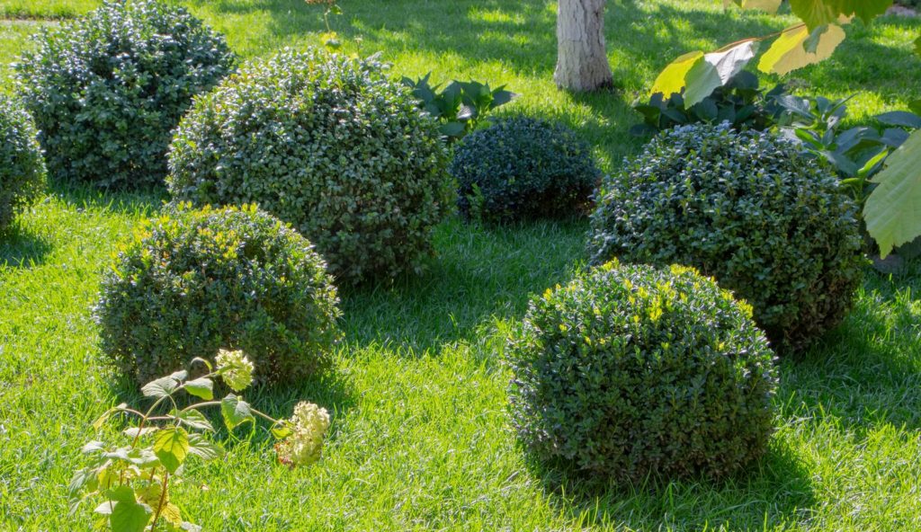 Buchsbäume im Licht im Garten
