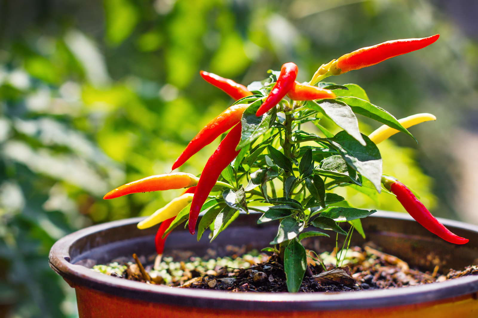 Chili düngen Tipps zu & Zeitpunkt Plantura