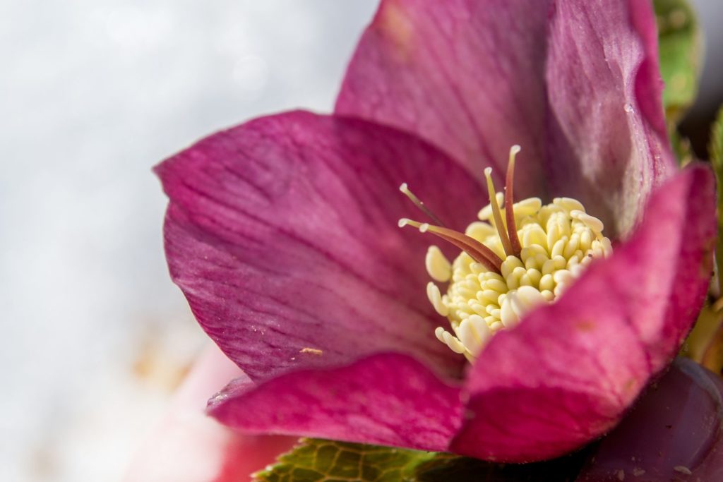 Christrose Pink