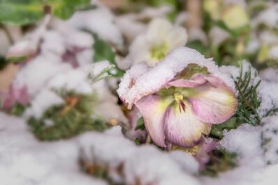 Winterharte Blumen: Die robusten Top 10 für Ihren Garten