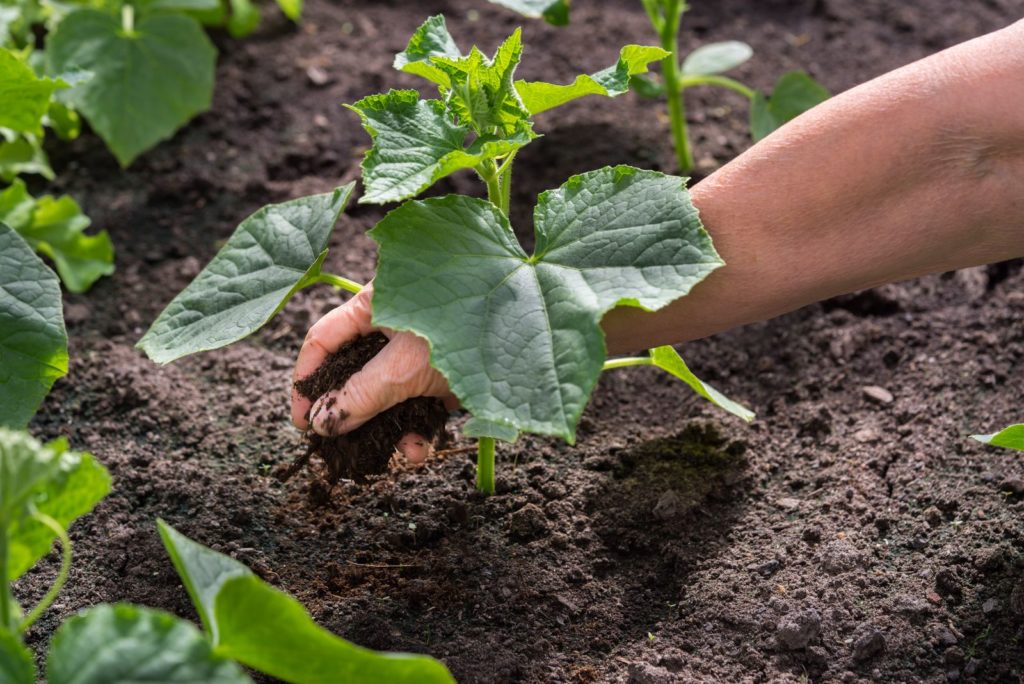 Gurken düngen Zeitpunkt & Plantura