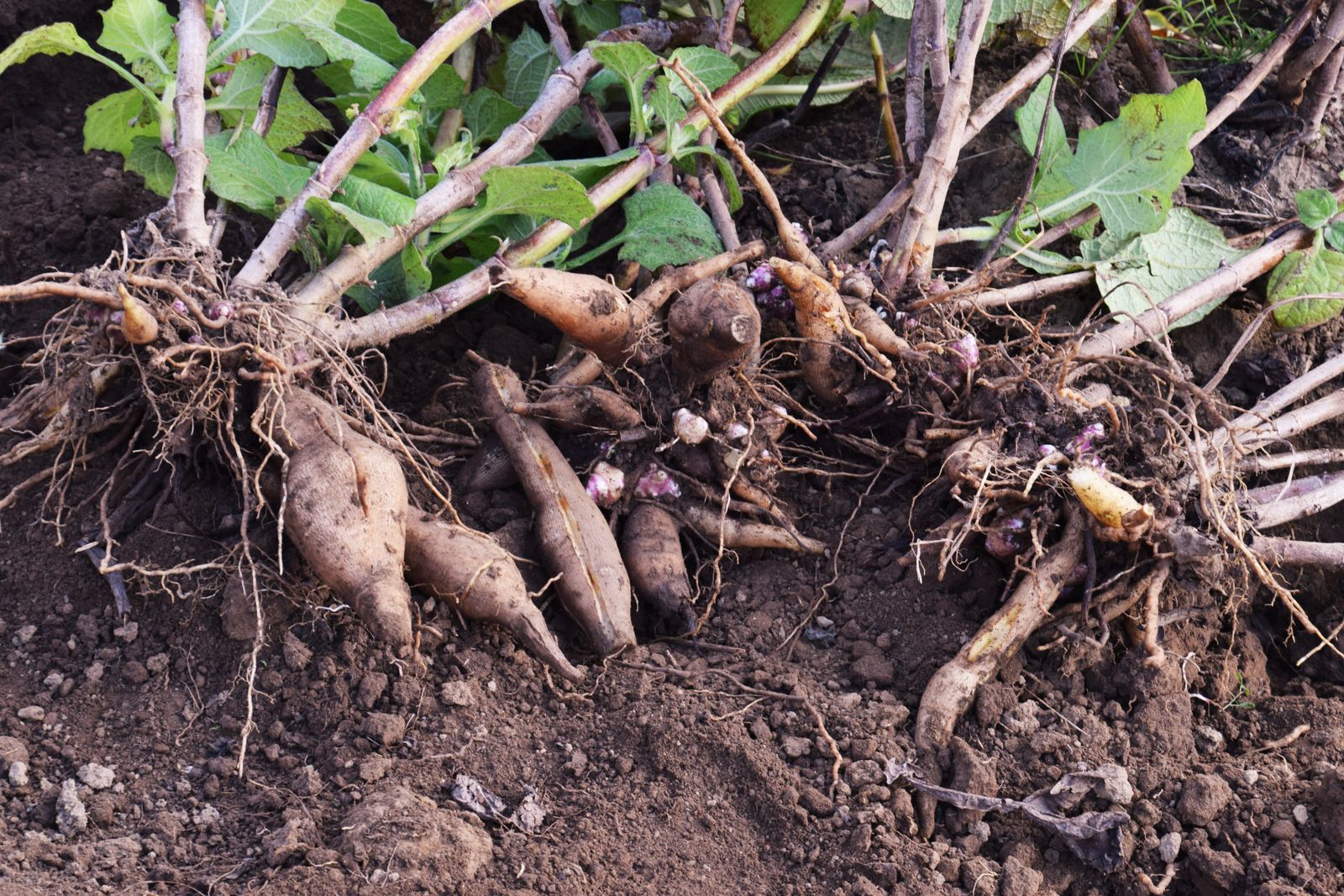 Yacon Die süße Knolle im eigenen Garten anpflanzen Plantura