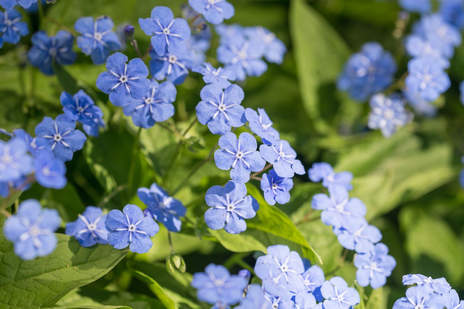 Winterharte Blumen Diese Robusten Sorten Trotzen Dem Winter