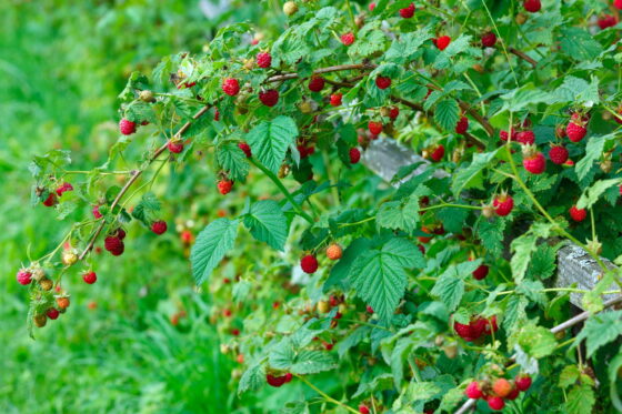 Himbeeren düngen: Wann & welcher Dünger ist am besten?