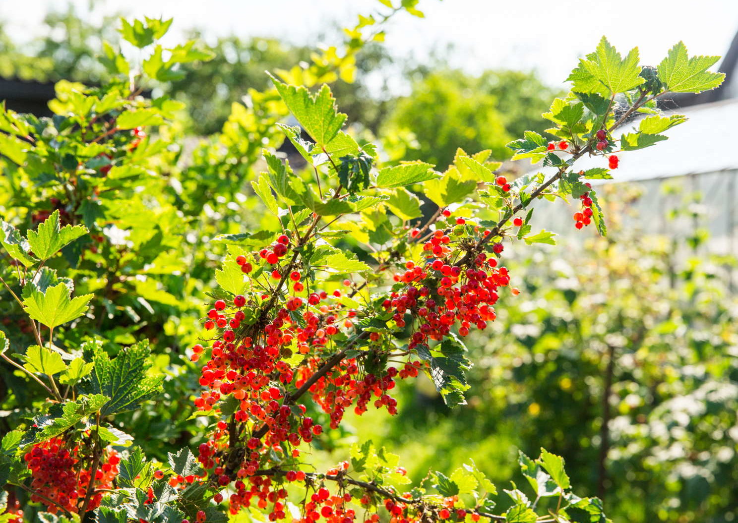 Johannisbeeren düngen Anleitung & bester Dünger Plantura