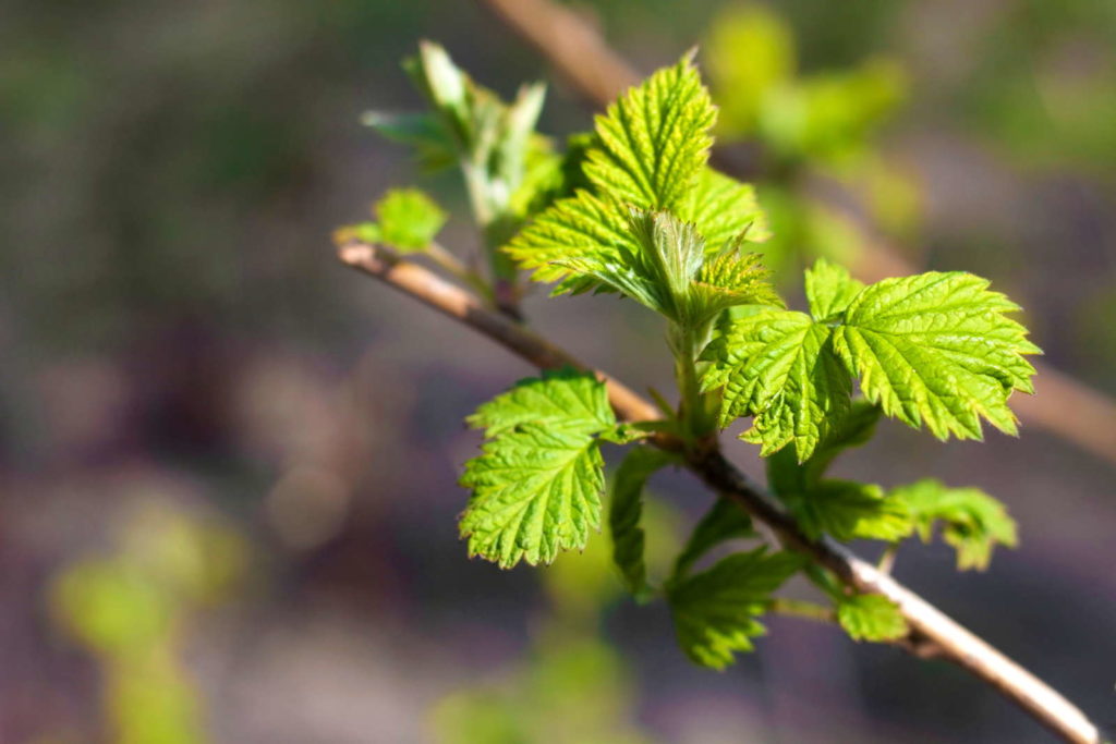 Junger Himbeerzweig im Frühling