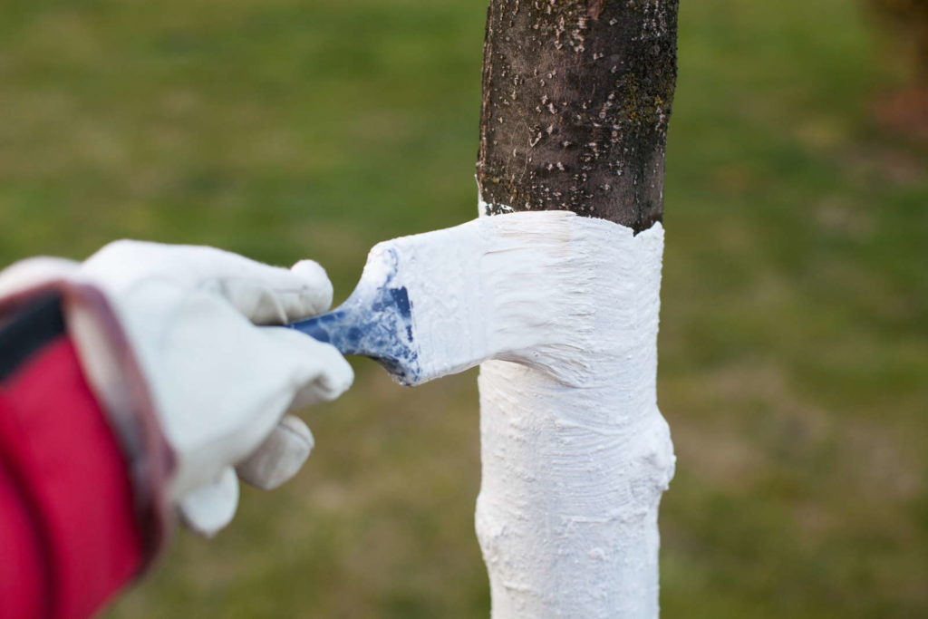 Kalkanstrich Obstbaum per Hand und Pinsel