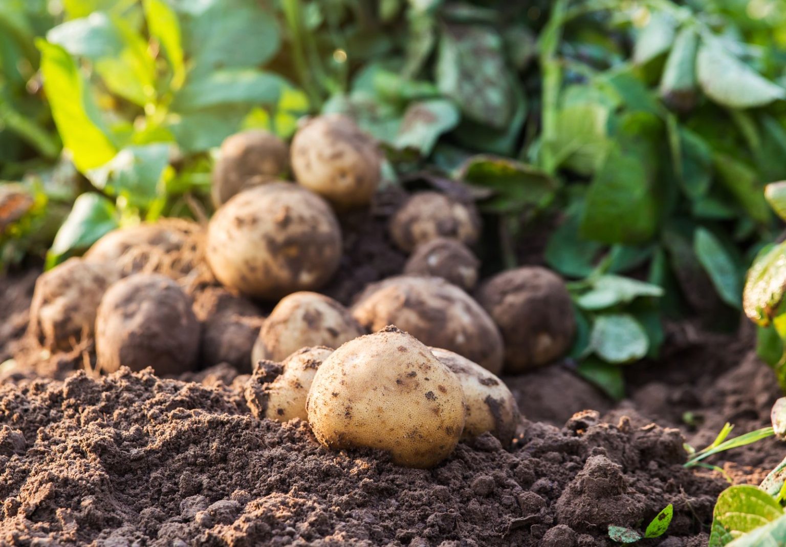 Kartoffeln düngen Womit & wie häufig? Plantura