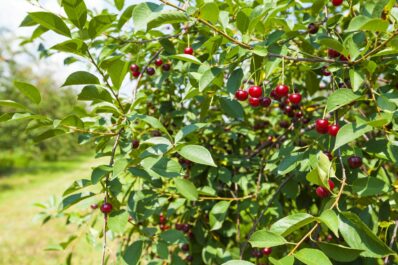 Kirschbaum pflanzen: Anleitung & Tipps vom Profi