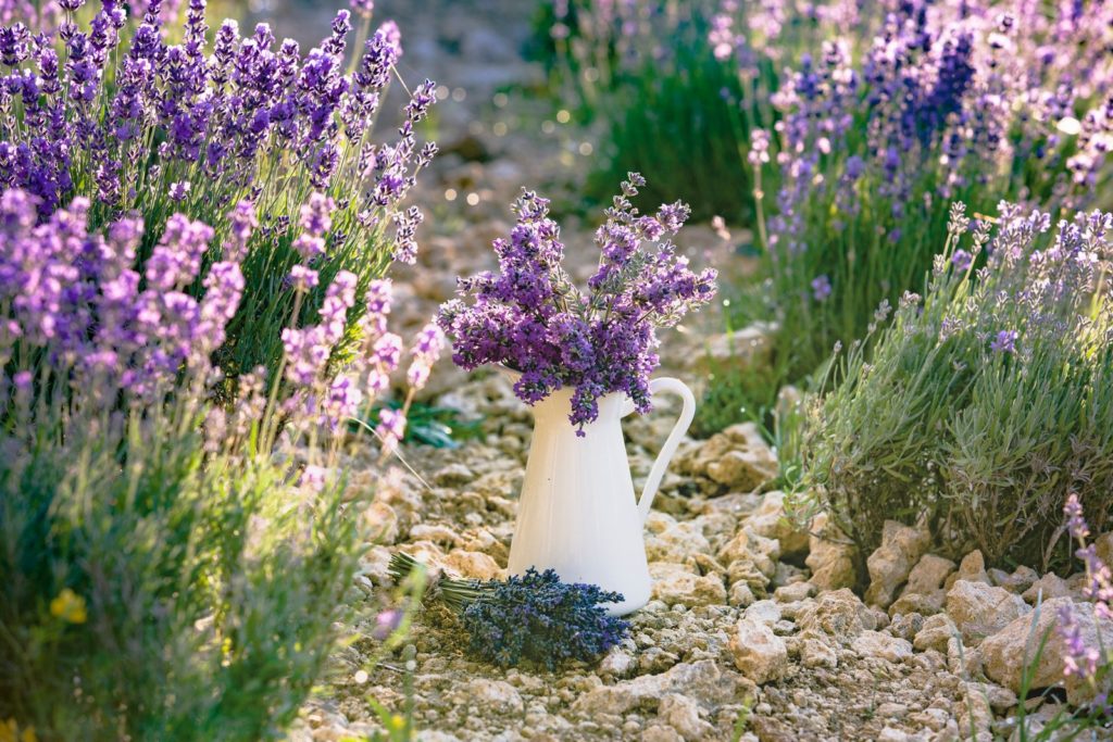 Lavendel Beet mit Kanne