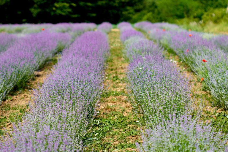 Lavendel düngen & kalken Tipps zum Plantura