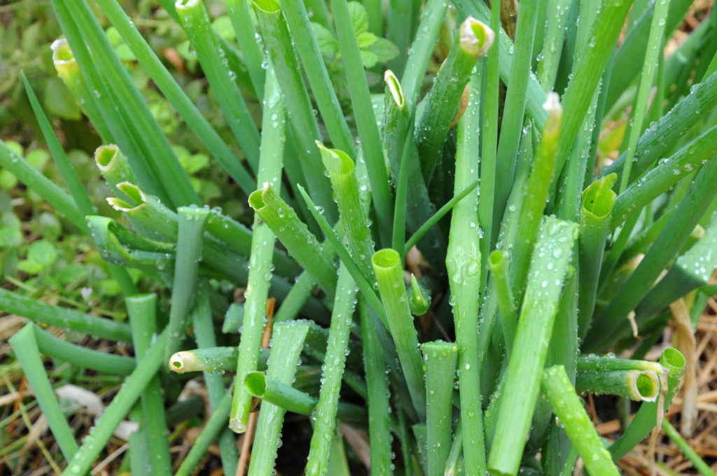 Lauch mit Regentropfen in einem Garten