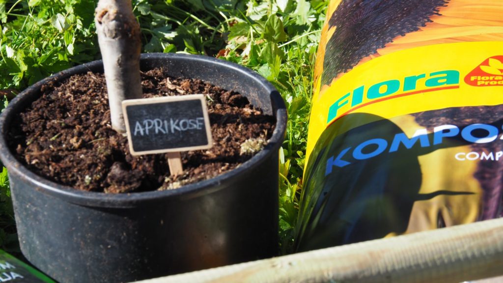 Nahaufnahme Aprikosenbaum mit Schild im Container