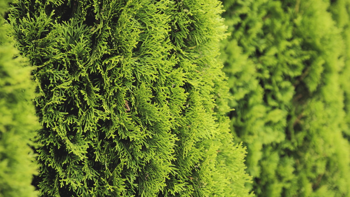 Koniferen dngen: Tipps zum Dngen von Thuja & Co.