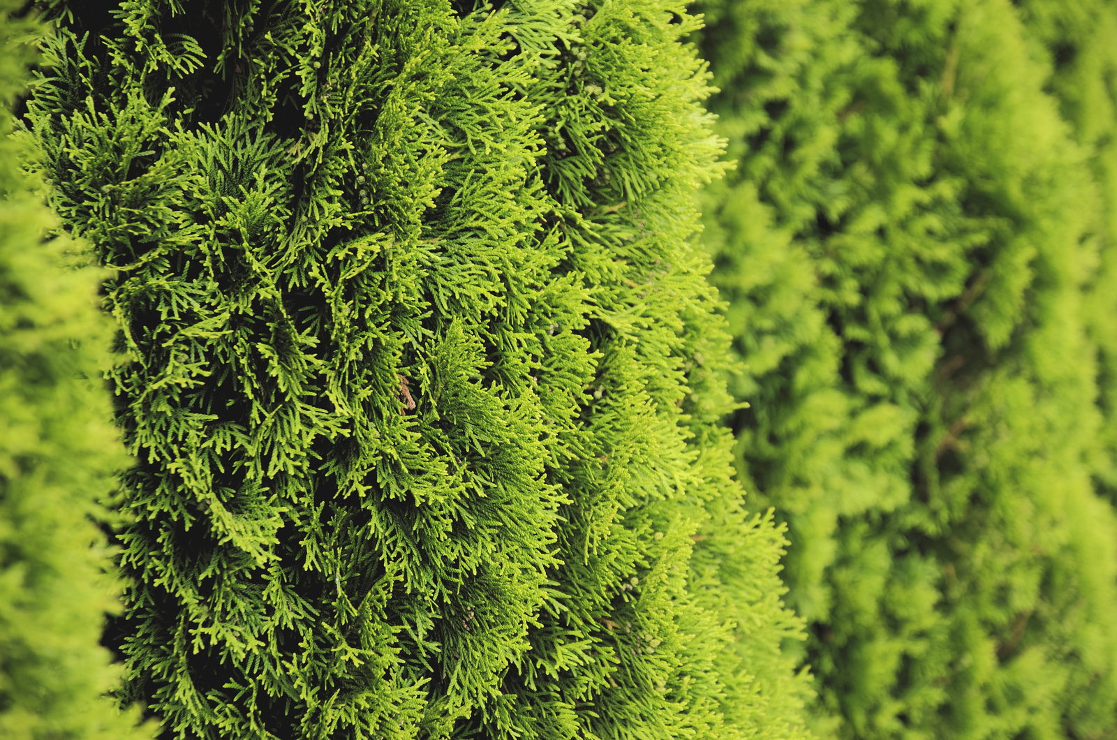 Koniferen düngen Tipps zum Düngen von Thuja & Co.