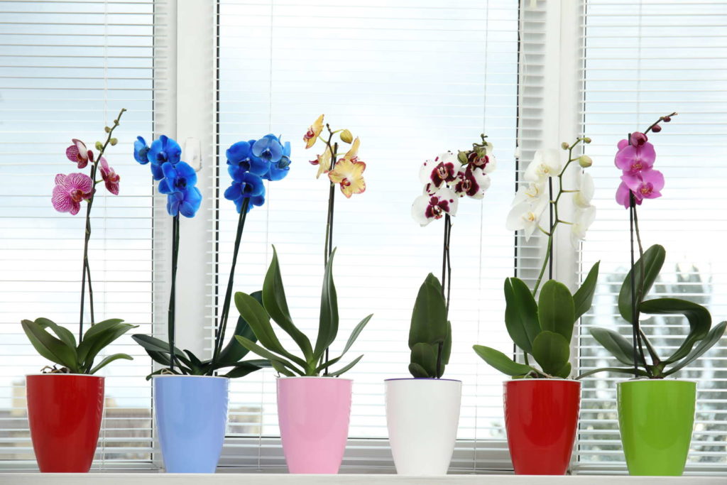 Orchideen am Fensterbrett