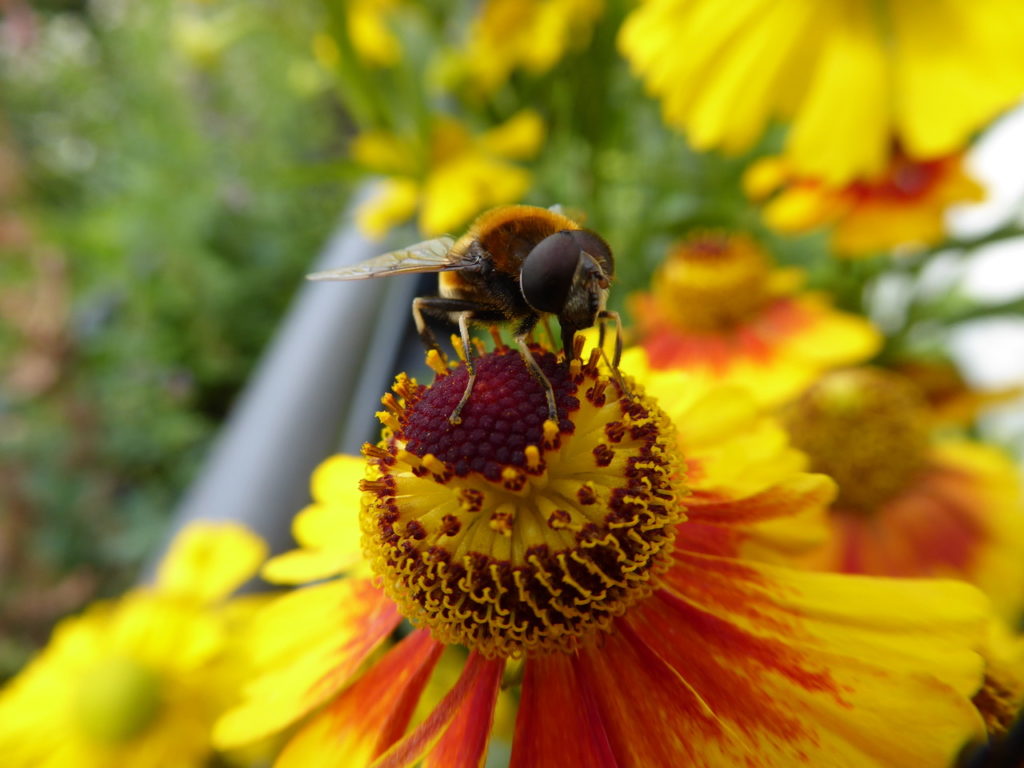 Hummelschwebfliege