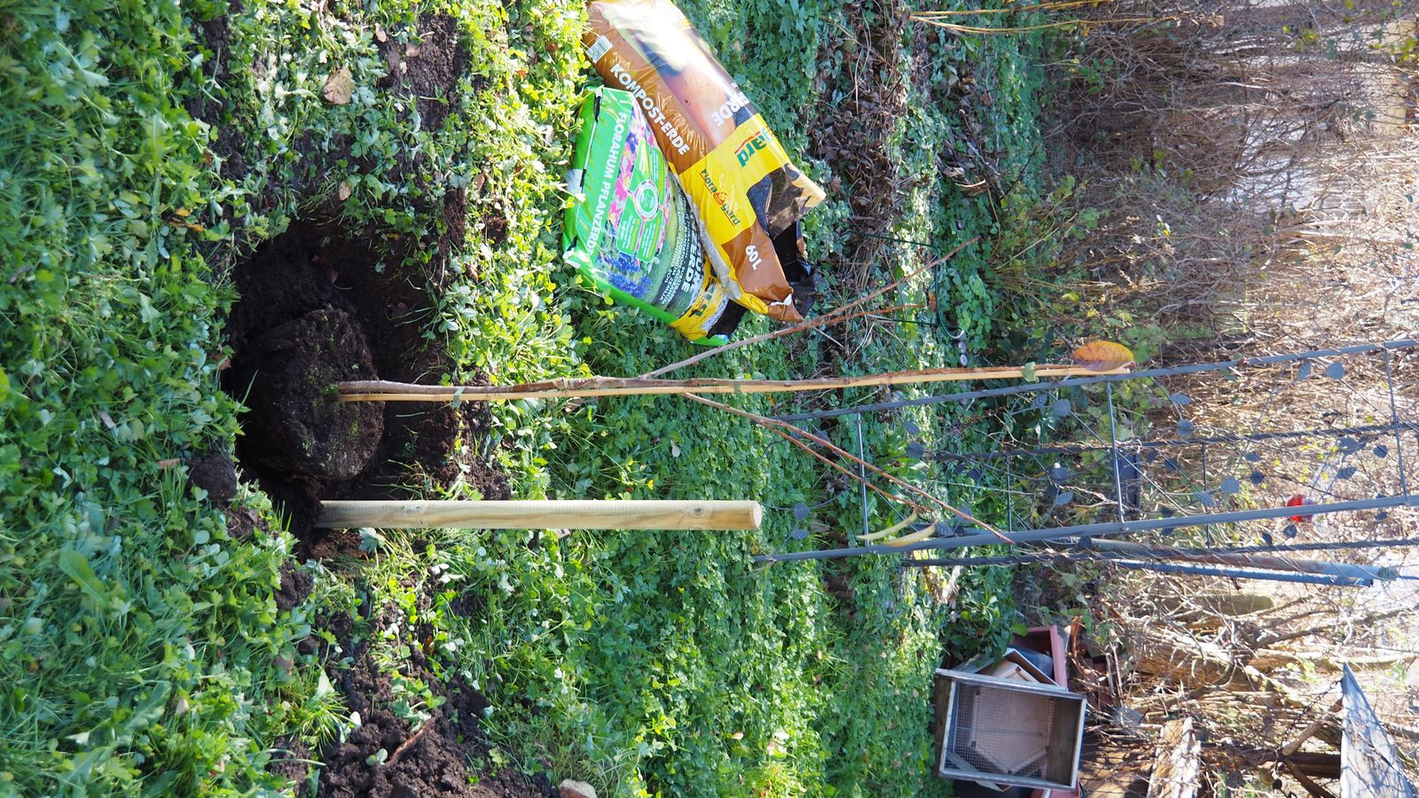 Kirschbaum pflanzen Anleitung & Tipps vom Profi Plantura