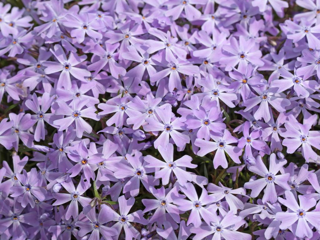 Polsterphlox violette Blüten