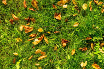 Rasen im Herbst düngen: Wann, wie & womit?