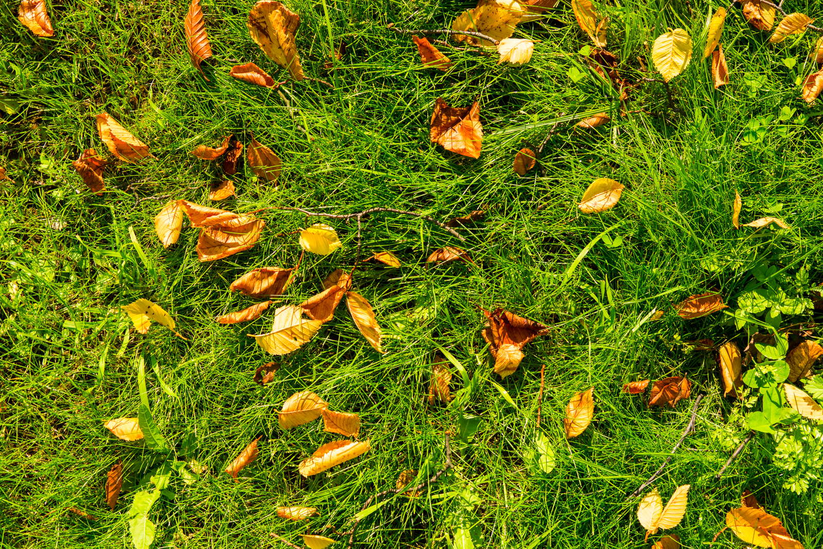Rasen im Herbst düngen Wann, wie & womit? Plantura