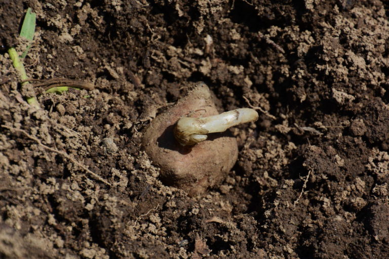 Yacon Die süße Knolle im eigenen Garten anpflanzen Plantura