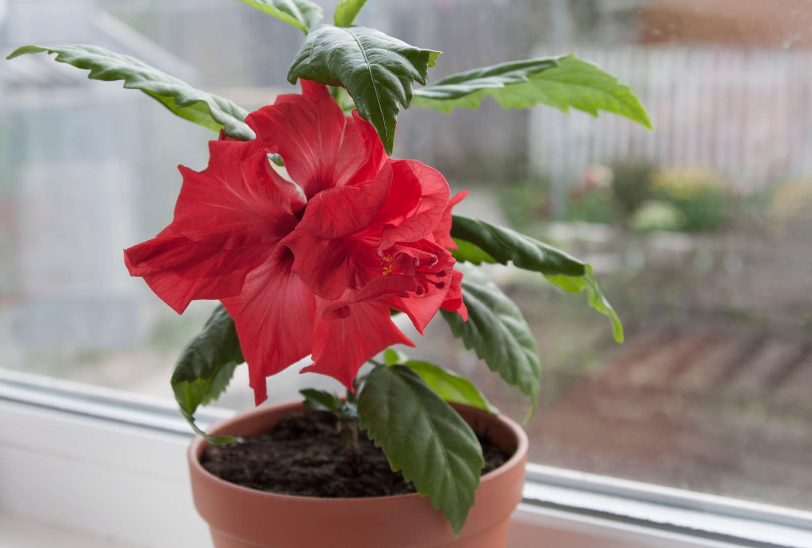 Hibiskus düngen PflegeTipps für die perfekte Blüte Plantura