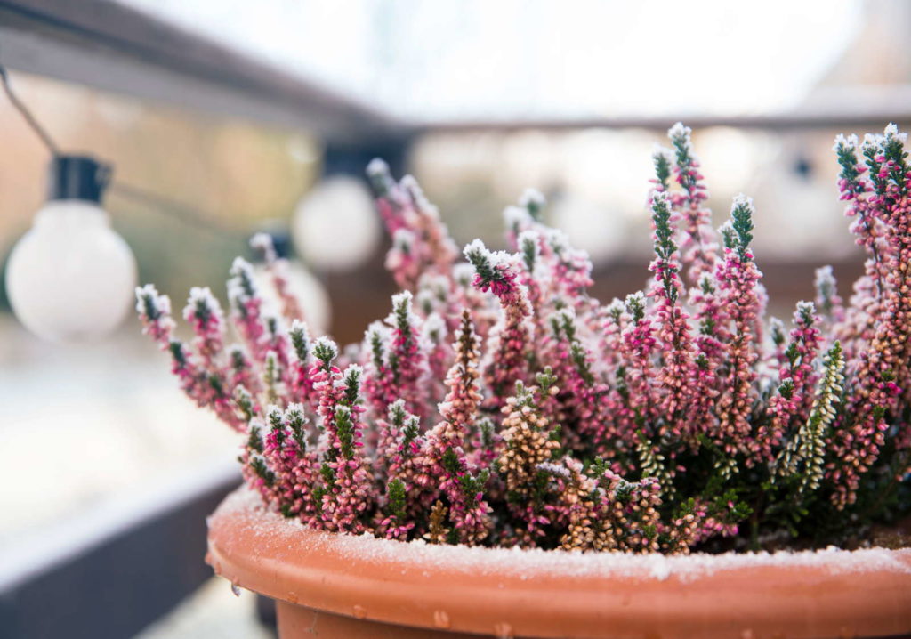 Schneeheide im Topf auf Balkon im Winter