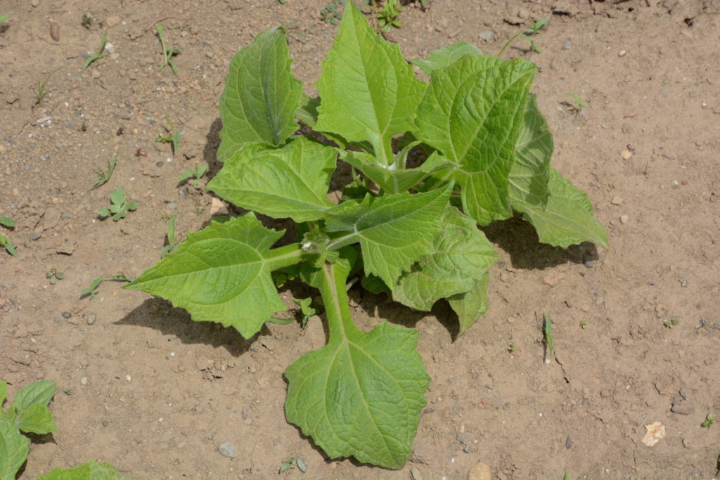 Yacon Pflanze in sandigem Boden