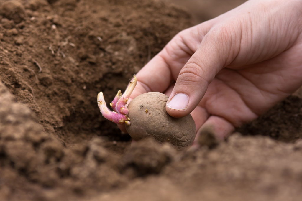 Eine keimende Kartoffel wird in die Erde gepflanzt