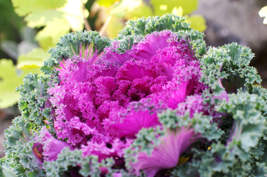 Zierkohl im Garten