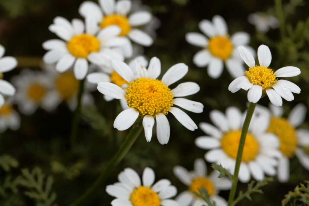 Blüten des afrikanischen Ringkörbchens