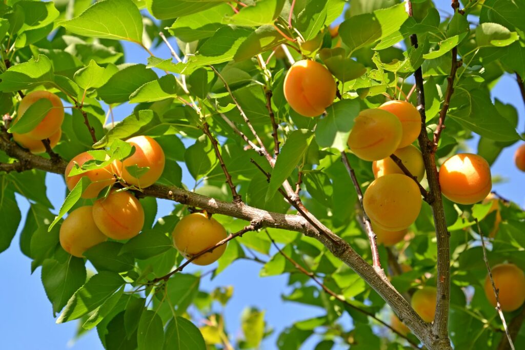 Reife Aprikosen hängen am Baum