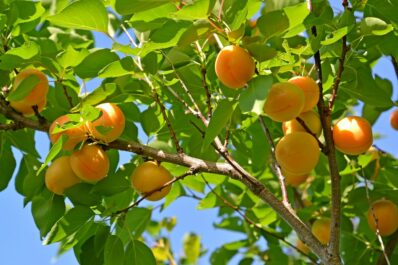 Aprikosenbaum pflanzen: Anleitung & Tipps vom Profi