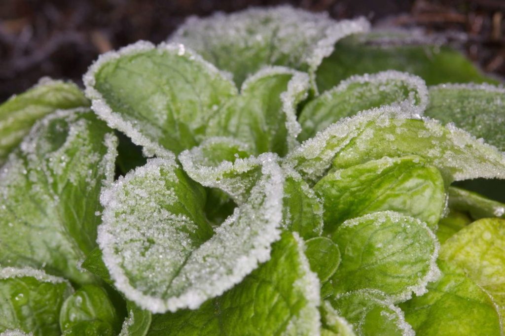 Feldsalat mit Frost bedeckt