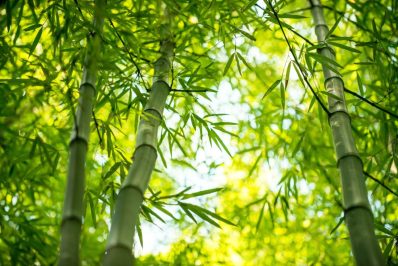 Bambus düngen: Wann, womit und wie?