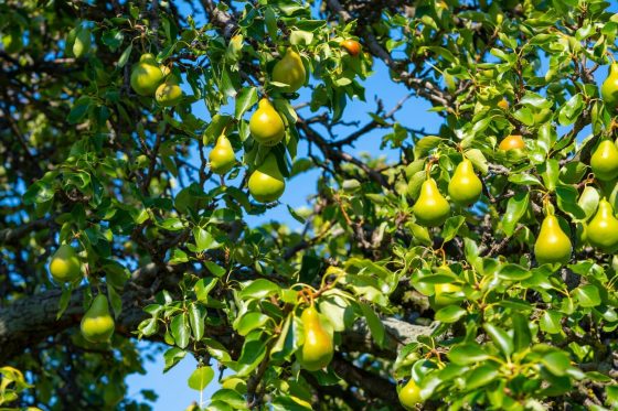 Birnbaum pflanzen: Anleitung & Tipps vom Experten