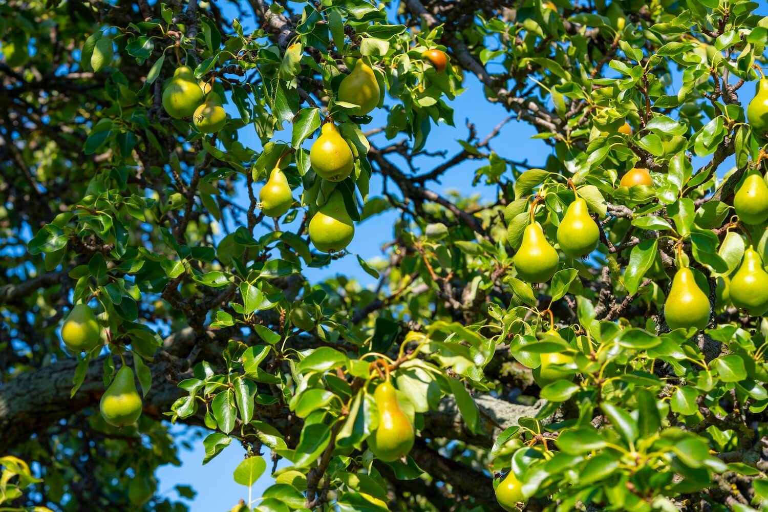 Birnbaum pflanzen Anleitung & Tipps Plantura