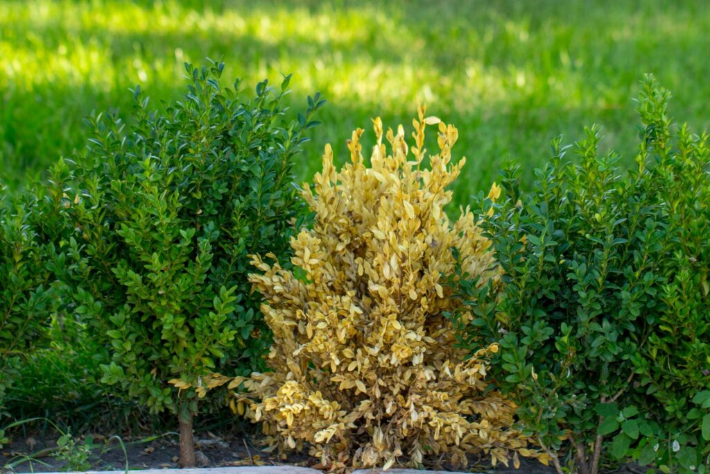Buchs mit Buchsbaumrost zwischen gesundem Buchs
