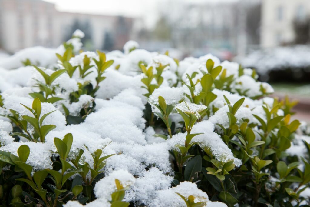 Buchs im Schnee