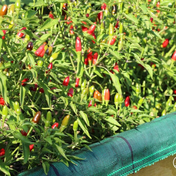 Chili düngen: Tipps zu Vorgehen & Zeitpunkt
