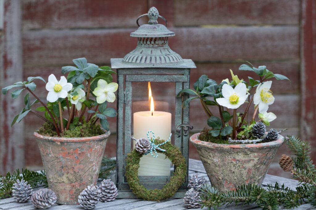 Christrosen im Topf