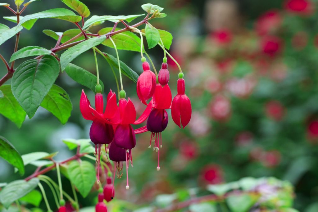 Fuchsie Blüten
