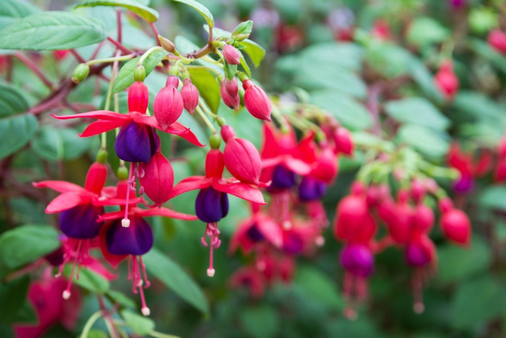 winterharte Fuchsie