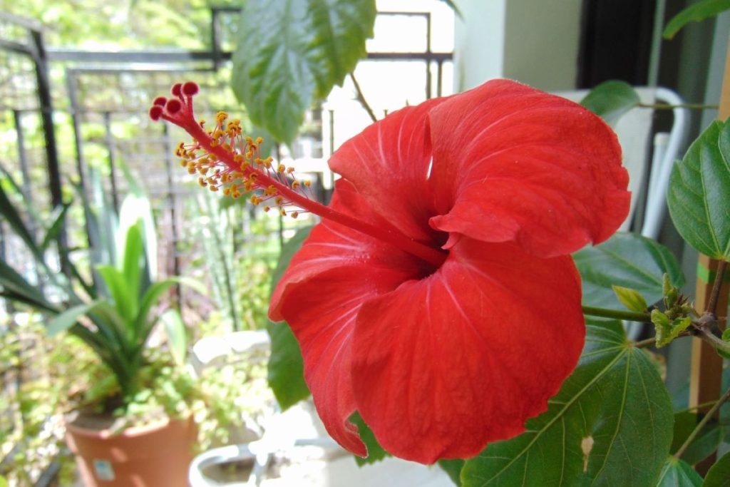 Rote Hibiskusblüte auf Terrasse