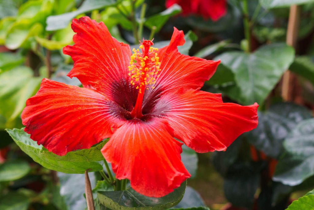 Rote Hibiskusblüte