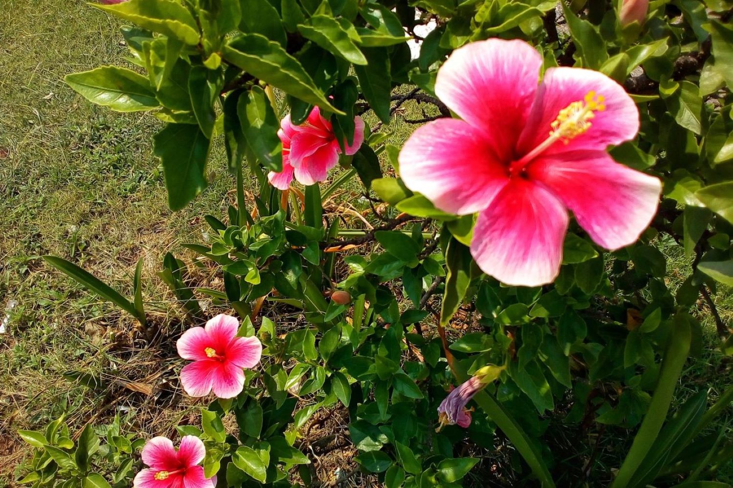 Hibiskus düngen PflegeTipps für die perfekte Blüte Plantura