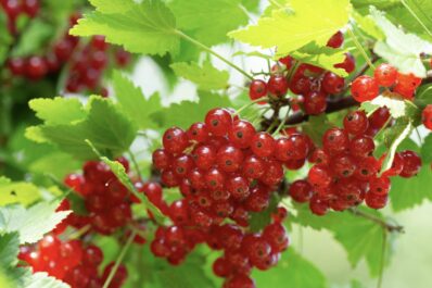 Johannisbeeren düngen: Anleitung & bester Dünger